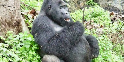 Uganda rwanda gorilla and wildlife safari - 12 days - Photo 1
