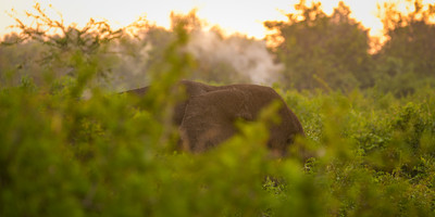 3-day gorilla and chimpanzee trekking at kalinzu - Photo 8