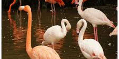 5 days kenya wilderness trails safari holiday package - Photo 2