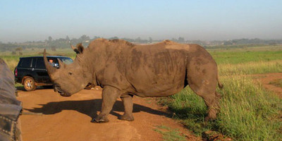 Nairobi national park daily departures - Photo 3