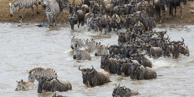 6 days masai mara wildebeest migration safari holiday - Photo 6