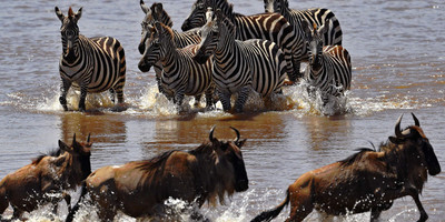 7 days tanzania wildlife migrations adventures safari holiday - Photo 5