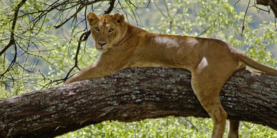 One day joining tanzania safari lake manyara national park with burigi chato safari co l.t.d - Photo 5