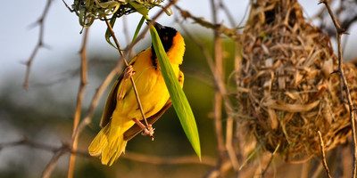 10 DAYS SERENGETI TENTED CAMPS SAFARI - Photo 2