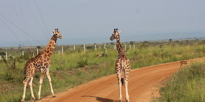 9 day uganda wildlife vacation gorilla trekking adventure - Photo 7