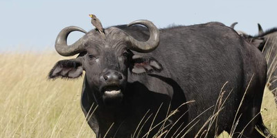 4 days samburu & ol pejeta safari itinerary – a 4x4 adventure - Photo 8