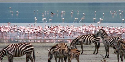4 DAYS 3NIGHTS SAFARI KENYA - Photo 2