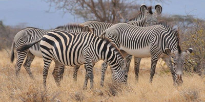 8 days 7 nights kenya safaris - Photo 4