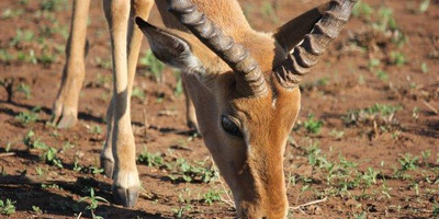4 days tanzania sharing safari tour - Photo 2