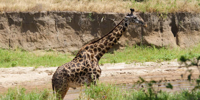 4 days mid-range safari tour - Photo 5