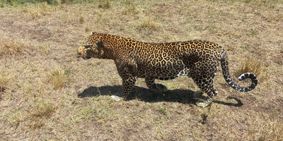  "wild wonders: 3-day masai mara adventure safari" - Photo 2