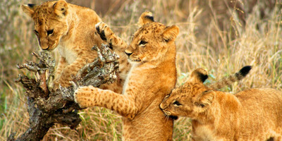 7 days masai mara / nakuru / amboseli / tsavo west - mombasa - Photo 8
