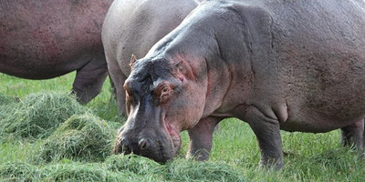 Mount kenya trek and classic safari adventure - Photo 9