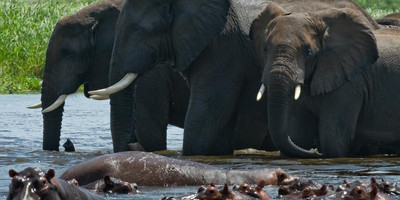 10 days uganda safari/ gorilla tracking. - Photo 11