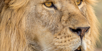 4 days tanzania budget camping safari - Photo 5