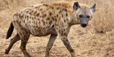 Best of kenya in 5 days: masai mara, lake nakuru & naivasha safari experience - Photo 2