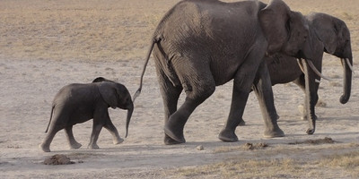 Amboseli home of the giants safari - Photo 2