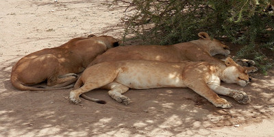Tanzania safari day trip - Photo 3