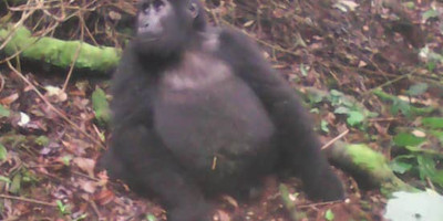 10 days wildlife expedition in western uganda - Photo 2