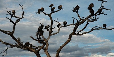 Tanzania bush to beach safari adventure - Photo 9