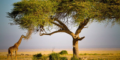 3 days safari tarangire, ngorongoro crater and lake manyara - Photo 4