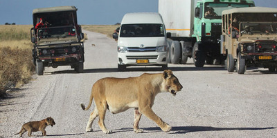 3 Days Etosha National Park Tour - Photo 3