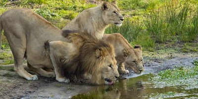 Best of kenya in 5 days: masai mara, lake nakuru & naivasha safari experience - Photo 6