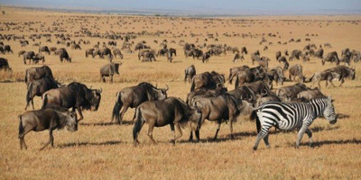10 days wildebeest migration safari package - Photo 3