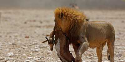 3 Days Etosha National Park Tour - Photo 5