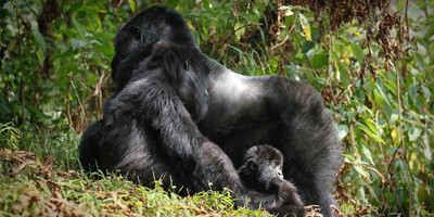 14 days best of uganda safari - Photo 7