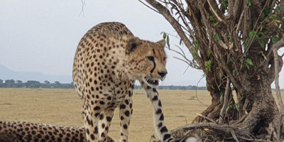 6 days tanzania private safari - Photo 19