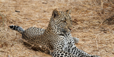 3 day tanzania wildlife safari - Photo 2