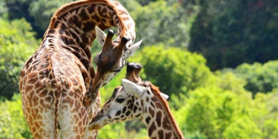 1 day joining safari in tarangire national park with burigi chato safari co l.t.d - Photo 1