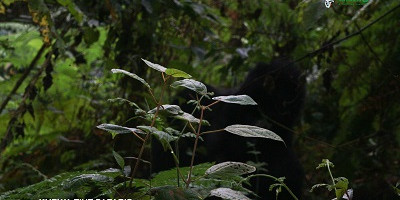 11-day uganda's finest tourism destinations mid-range - Photo 2