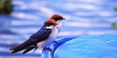19 days bird watching safari in kenya - Photo 2