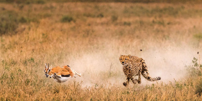 Great seasonal migration - Photo 2