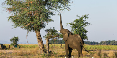 2 nights/ 3days - zambezi short canoe trail - Photo 4