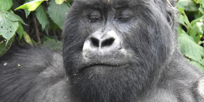 Gorilla Trip - Photo 1