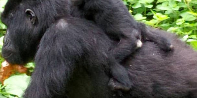 10 days best of uganda safari. - Photo 3