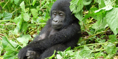 Classic rwanda safari- 10 days - Photo 5