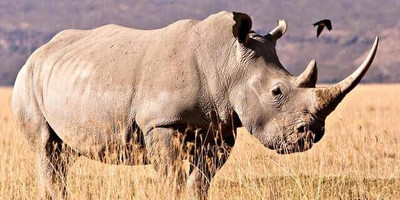 Discover kenya’s wild side: 5-day samburu, ol pejeta & aberdares tour - Photo 4