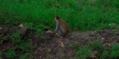 2 days tanzania lodge ( luxury) safari - Photo 17