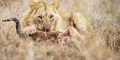 Nairobi national park daily departures - Photo 7