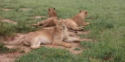 Ten wonderful days in the pearl of africa tour - Photo 2