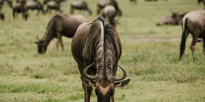 Camping safari to manyara, serengeti and ngorongoro. - Photo 12