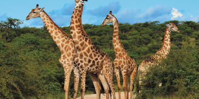 3 Days On Budget Safari - Photo 5