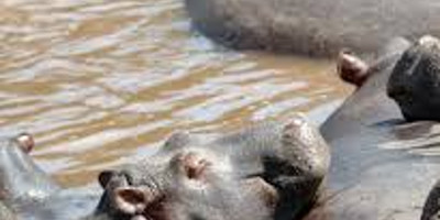 5 days safari holiday packages kenya l kenya lodge safaris - Photo 1