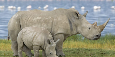 4 day lake nakuru - pink shores - Photo 2