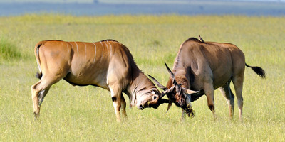 Mount kenya trek and classic safari adventure - Photo 13