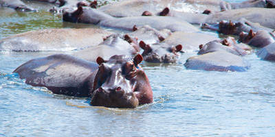 5 days tanzania safari - Photo 4